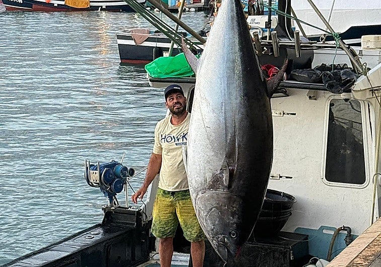 Cuatro horas para rendir a un atún rojo de récord, de 381,5 kilos