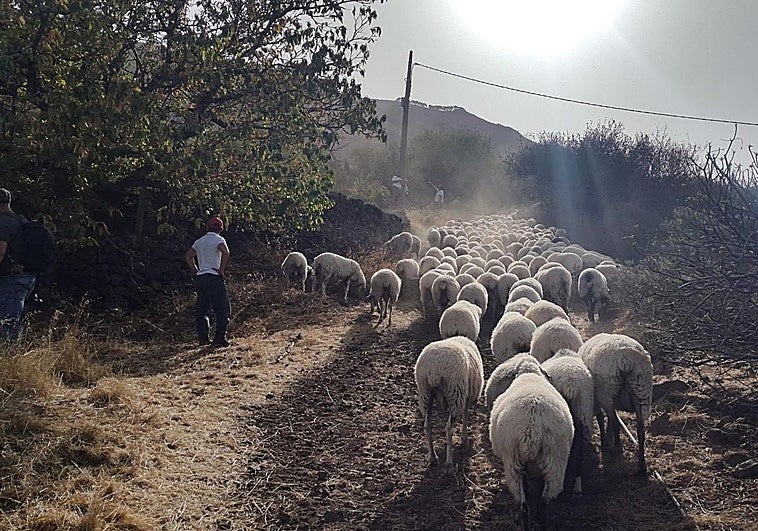 El pastoreo remunerado en Gran Canaria será prestado por 42 rebaños los tres próximos años