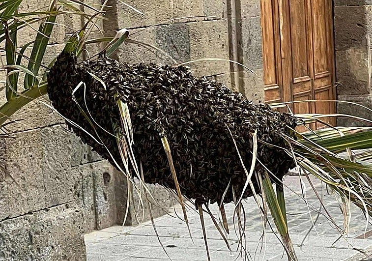 Retiran dos enjambres de abejas en el casco de Agüimes durante el fin de semana