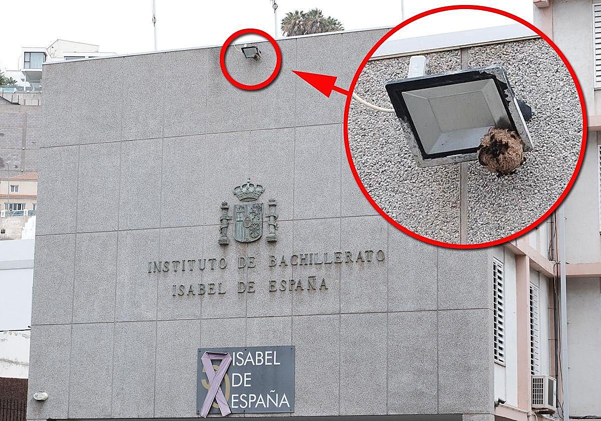 Las avispas asiáticas reconstruyen el nido eliminado en el instituto Isabel de España