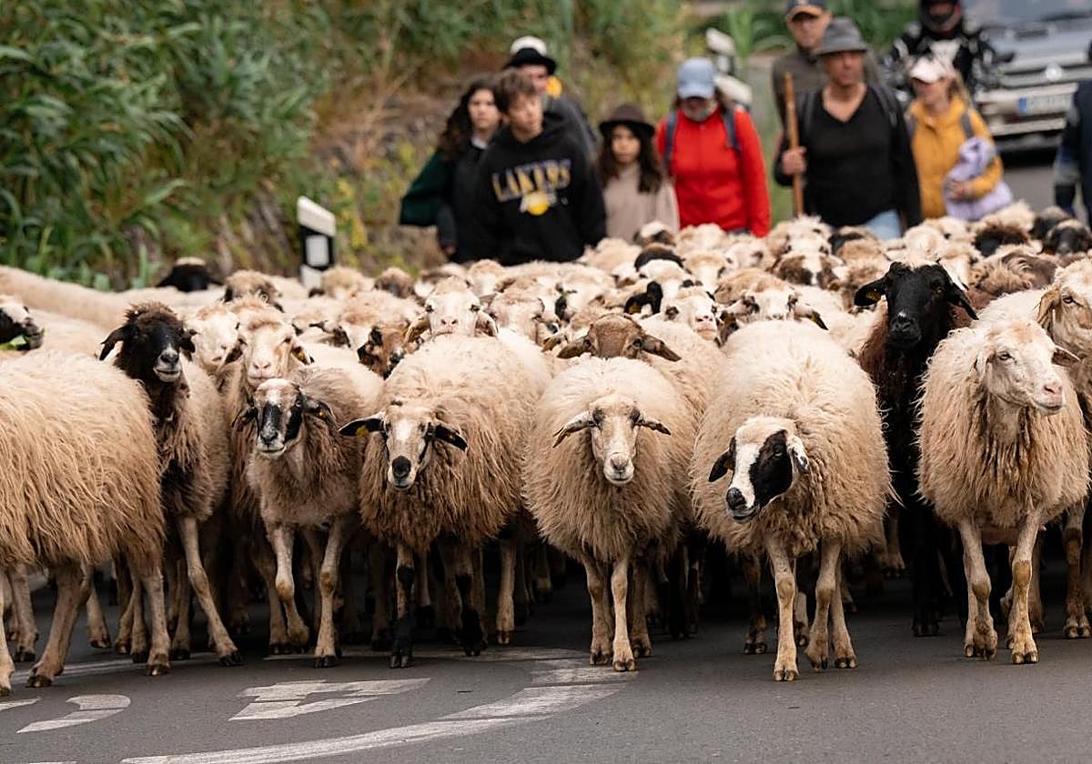 Multitudinaria Fiesta de la Lana de Gáldar 2026 para celebrar la tradición y la identidad canarias