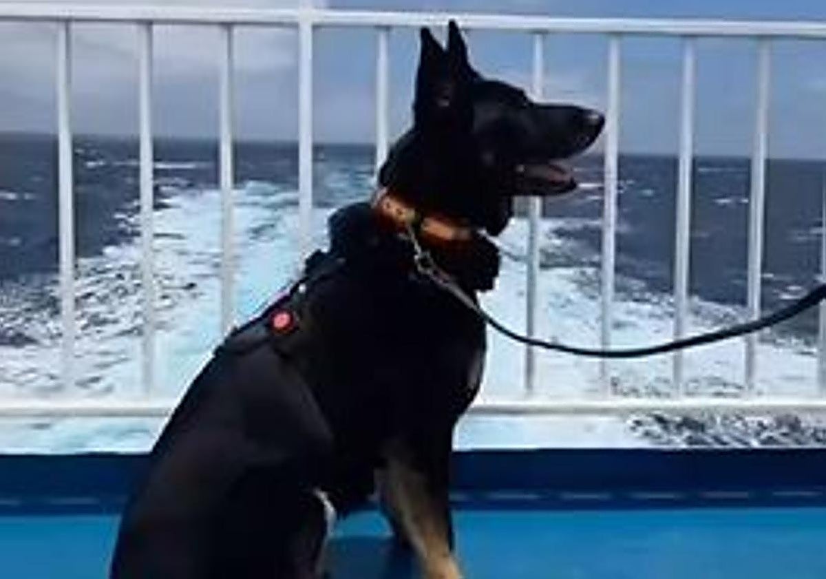 La unidad canina que reforzará la seguridad del papa León XIV pone rumbo a Canarias
