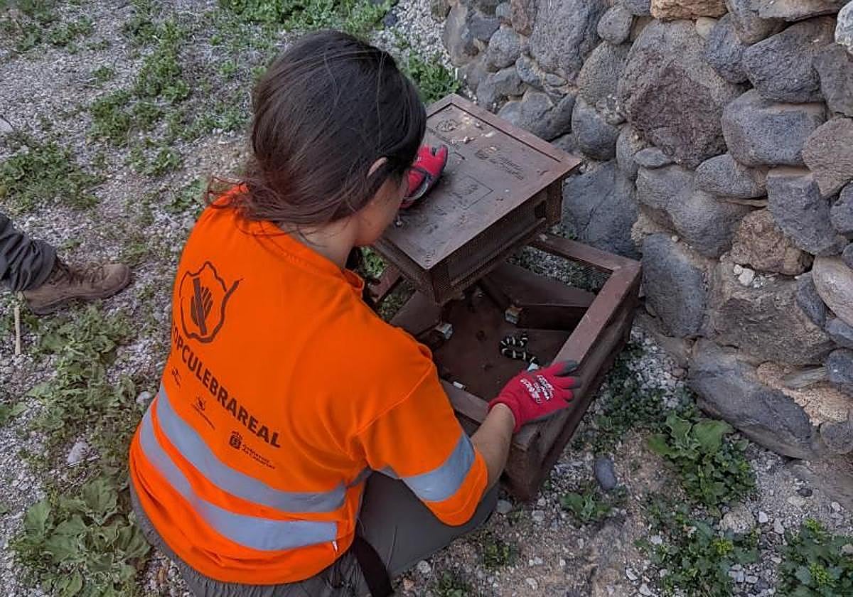 Mayo fue el segundo mes con más serpientes capturadas en Gran Canaria