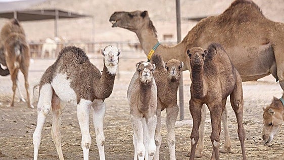 Camellos y guelfos en la Drome Milk, en el municipio de Puerto del Rosario, donde vive la mayor cabaña de la raza canaria de Europa.