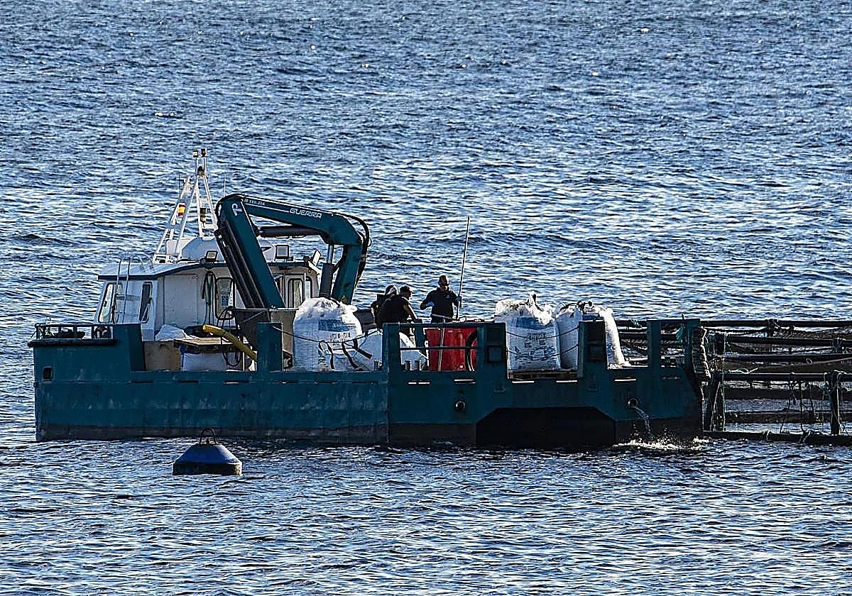 Greenpeace denuncia una nueva mortandad masiva de lubinas en Gran Canaria y reclama retirar las jaulas marinas
