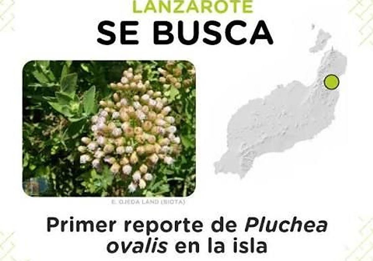 Canarias renueva su herramienta para detectar especies invasoras: estas son las novedades de la app RedExos