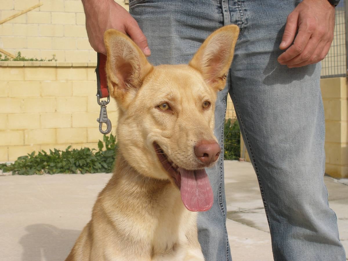 Elfa - #adoptaMLG. Podenco mix. Hembra de 10 meses. Canela. Tamaño medio. La dejaron una madrugada atada a la puerta mientras su dueño pisaba el acelerador.