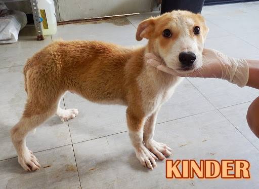 Kinder - #adoptaMLG. Sexo: Macho. Edad: 3 meses y medio. Raza: Mestizo. Tamaño: Mediano de mayor. Castrado: No. Fue rescatado junto a su hermano. Ambos llegaron aterrorizados, llenos de heridas y en estado de inanición.