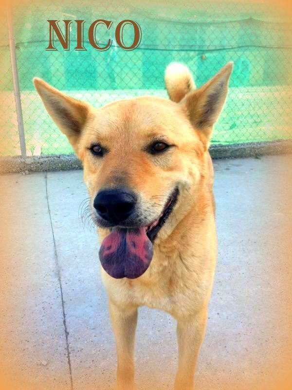 Nico - #adoptaMLG. Mestizo de chow chow. 6 años, es muy noble y tranquilo, le encanta pasear.