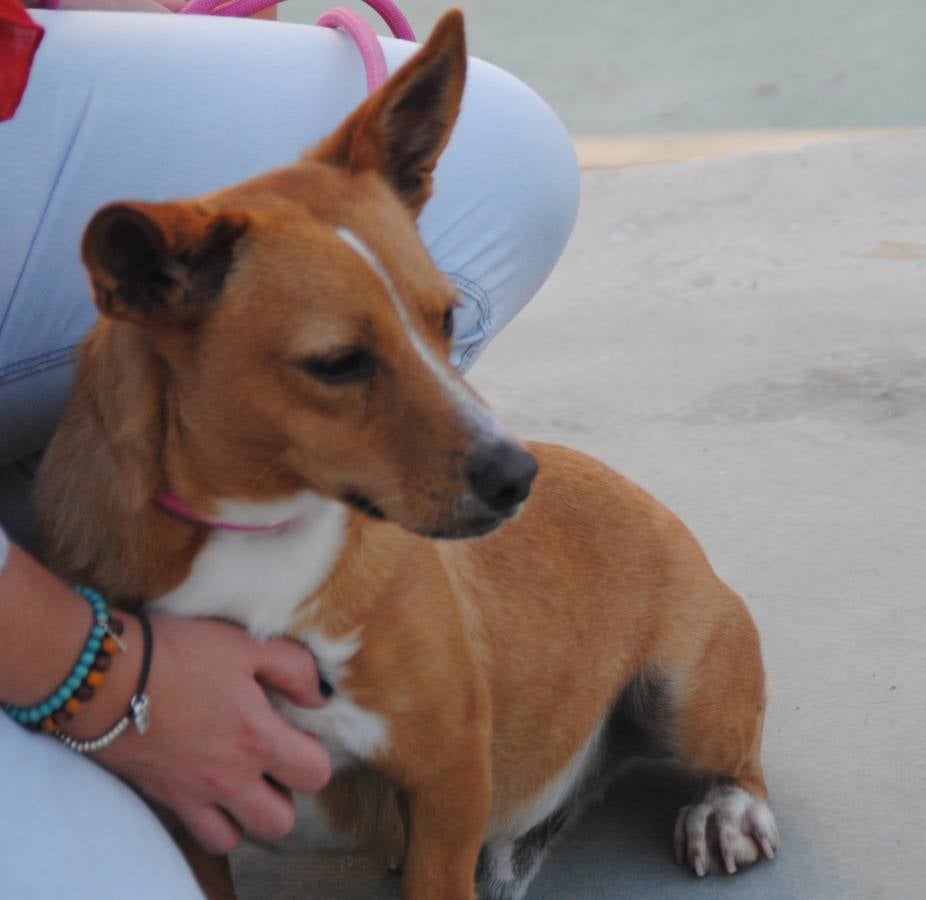 Oliver - #adoptaMLG. Corgi de 1 año, le encanta jugar con la pelota, se lleva estupendamente con perros y gatos, muy jugueton y activo