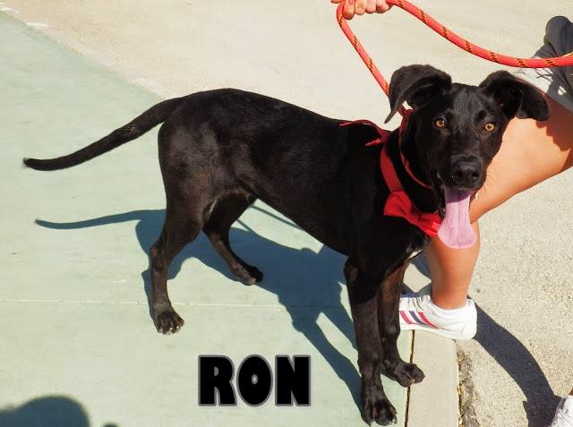 Ron - #adoptaMLG. Edad: 6 meses. Sexo: Macho. Raza: Labrador Mix. Tamaño: Mediano de mayor. Castrado: No. Cachorro activo y juguetón, se lleva bien con otro perros y le gusta recibir mimitos de las voluntarias.