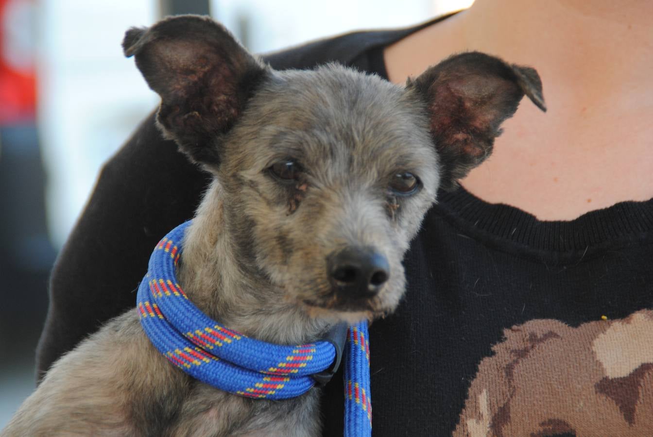 Sami - #adoptaMLG. Caniche de tamaño pequeño, 4 añitos, muy tranquilo, le encanta que lo cojan en brazos.