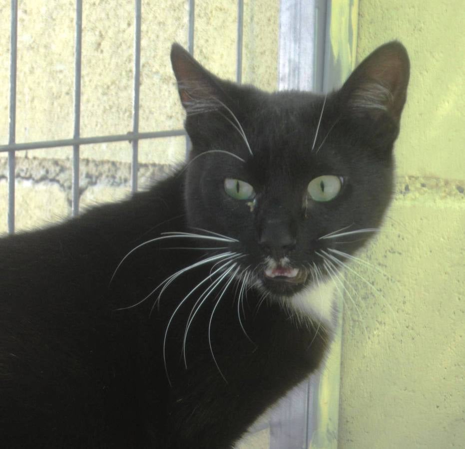 Calcetines - #adoptaMLG. Macho de 1 o 2 años,negativo en sida y leucemia felinos,es suuuupercariñoso y está muy acostumbrado a una casa,por lo que lo está pasando realmente mal en el refugio.Es muy cariñoso.