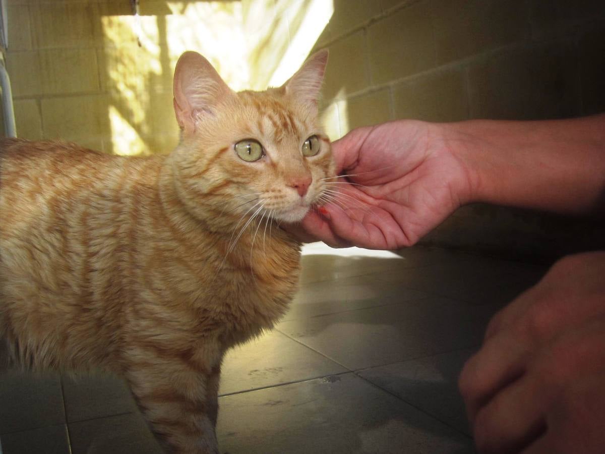 Camel - #adoptaMLG. Gato adulto joven,de unos 2 o 3 años de edad. Es un gato bueno y cariñoso, eso sí, cuando algo no le gusta, no duda en sacar su mal genio.Tiene unos ojazos verdes.