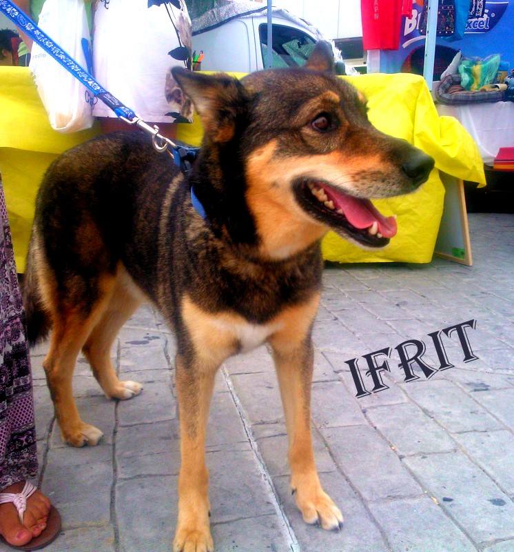 Ifrit - #adoptaMLG. Mestizo de 6 años aprox. Es un perro muy noble y cariñoso y lleva muchos años en el refugio.