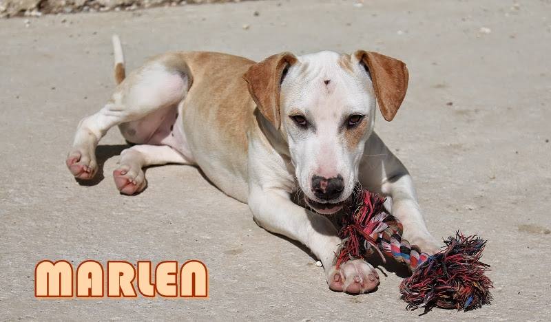 Marlen - #adoptaMLG. Sexo: Hembra. Edad: 3 meses y medio. Raza: Mestiza. Tamaño: Mediano de mayor. Castrado: No. La dejaron atada en la puerta del refugio. Es muy cariñosa, le gusta estar tumbada mientras se entretiene con algún juguete.