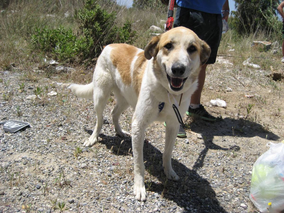 Benjamín. #AdoptaMLG. Mestizo. Tamaño grande. Macho. 4 años. Benjamín es un perro muy noble y cariñoso. De carácter tranquilo, le encanta estar a tu lado!