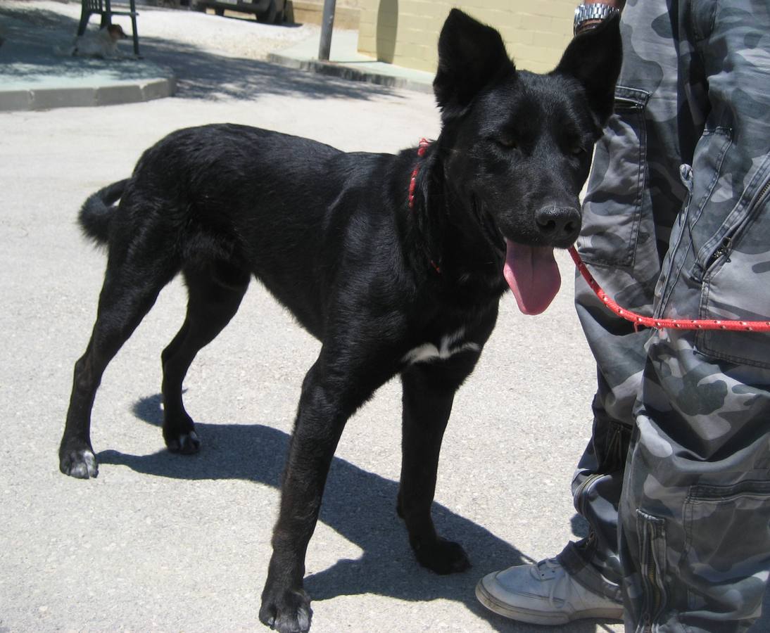 Marlo. #AdoptaMLG. Mestizo. Tamaño grande. Macho. 3 años. Marlo es un perro muy cariñoso y noble. Le encanta correr y jugar