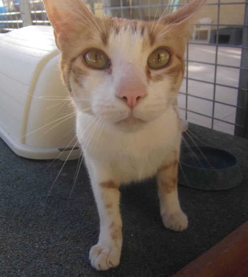 Brando. #AdoptaMLG. Gato adulto de 4 años de edad, fue adoptado y 4 años después lo han vuelto a abandonar. Buenísimo y muy cariñoso sólo quiere mimos.