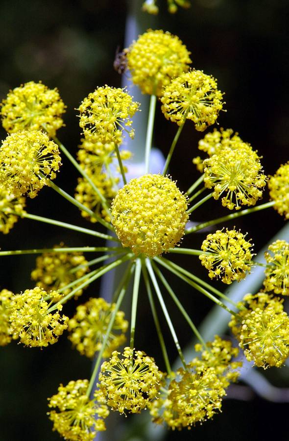 La Sierra de las Nieves, espectacular también en verano