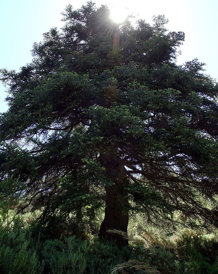 La Sierra de las Nieves, espectacular también en verano