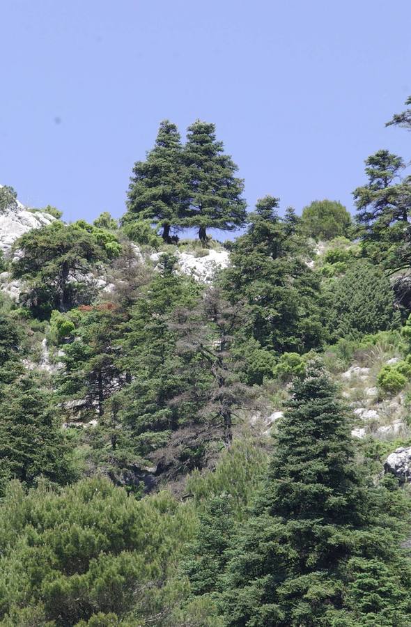 La Sierra de las Nieves, espectacular también en verano