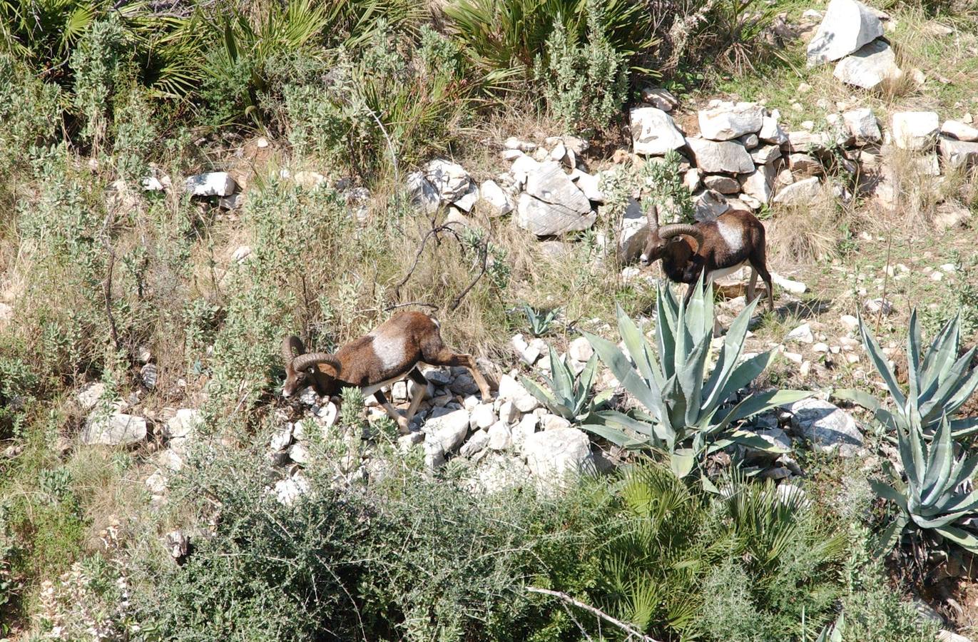 La Sierra de las Nieves, espectacular también en verano