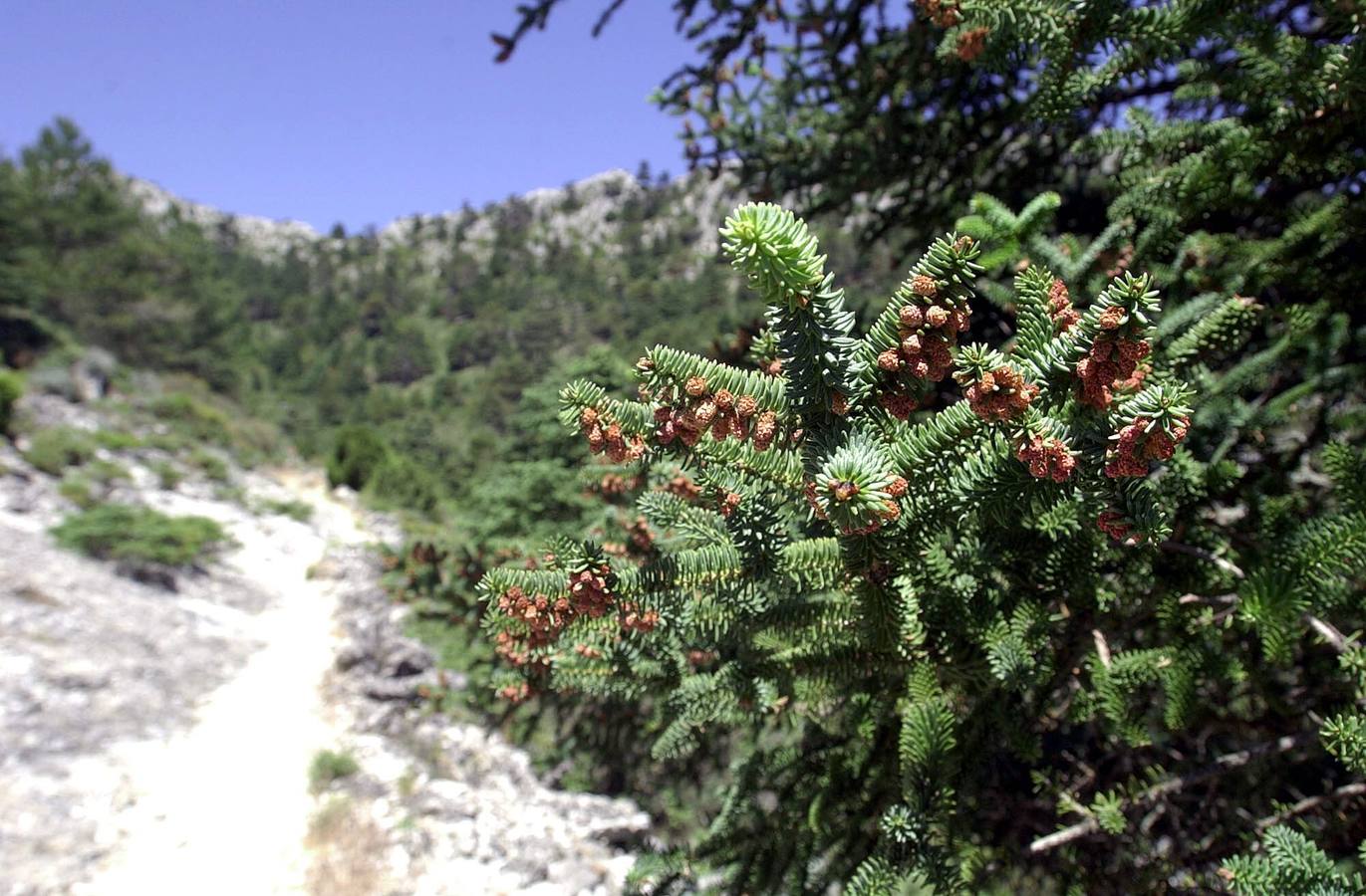 La Sierra de las Nieves, espectacular también en verano