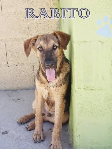 Rabito. #adoptaMLG. Macho. 4 meses. Pastor Alemán Mix. Es un cachorro activo, muy juguetón con otros perros y cariñoso con las personas.