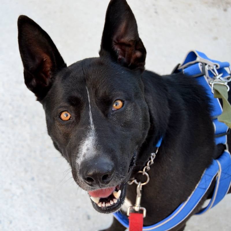 Xulo. #adoptaMLG. Macho joven activo, muy noble y obediente que llego al refugio con 6 meses. Le encanta pasear con correa y atiende a las correcciones. Compañero ideal para quien le guste salir al campo.