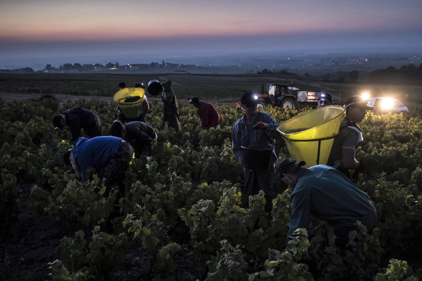 Campaña de la uva en Francia. Recolectores aprovechan la noche para trabajar en la campaña de la uva al Este de Francia