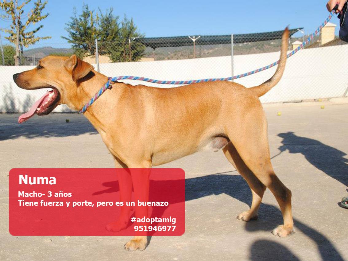 Perros y gatos buscan casa. #AdoptaMLG