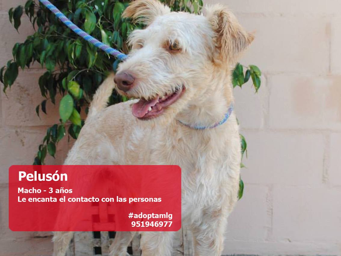 Perros y gatos buscan casa. #AdoptaMLG