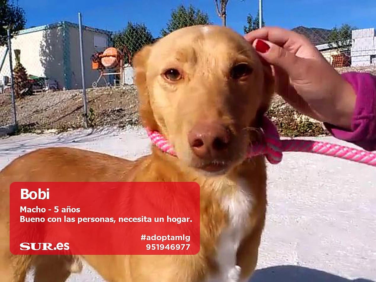 Perros y gatos buscan casa en Málaga. #AdoptaMLG