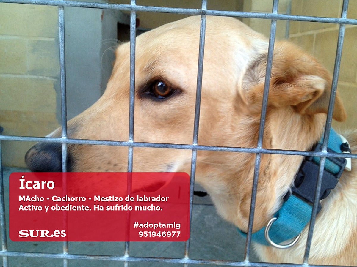 Perros y gatos buscan casa en Málaga. #AdoptaMLG