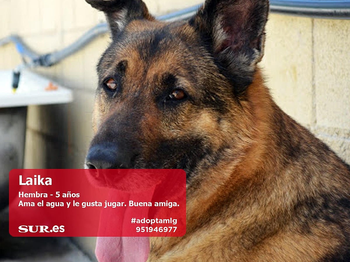 Perros y gatos buscan casa en Málaga. #AdoptaMLG