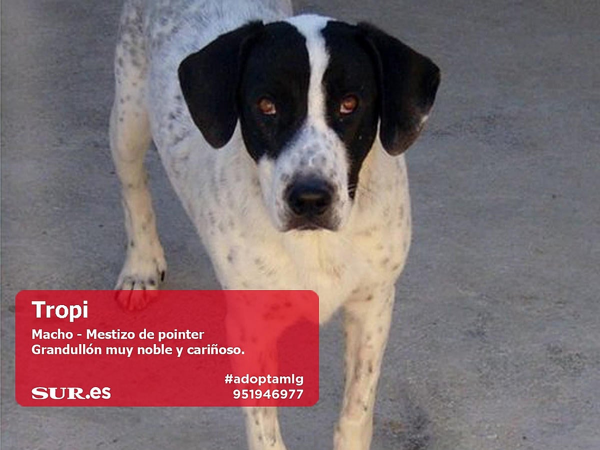 Perros y gatos buscan casa en Málaga. #AdoptaMLG