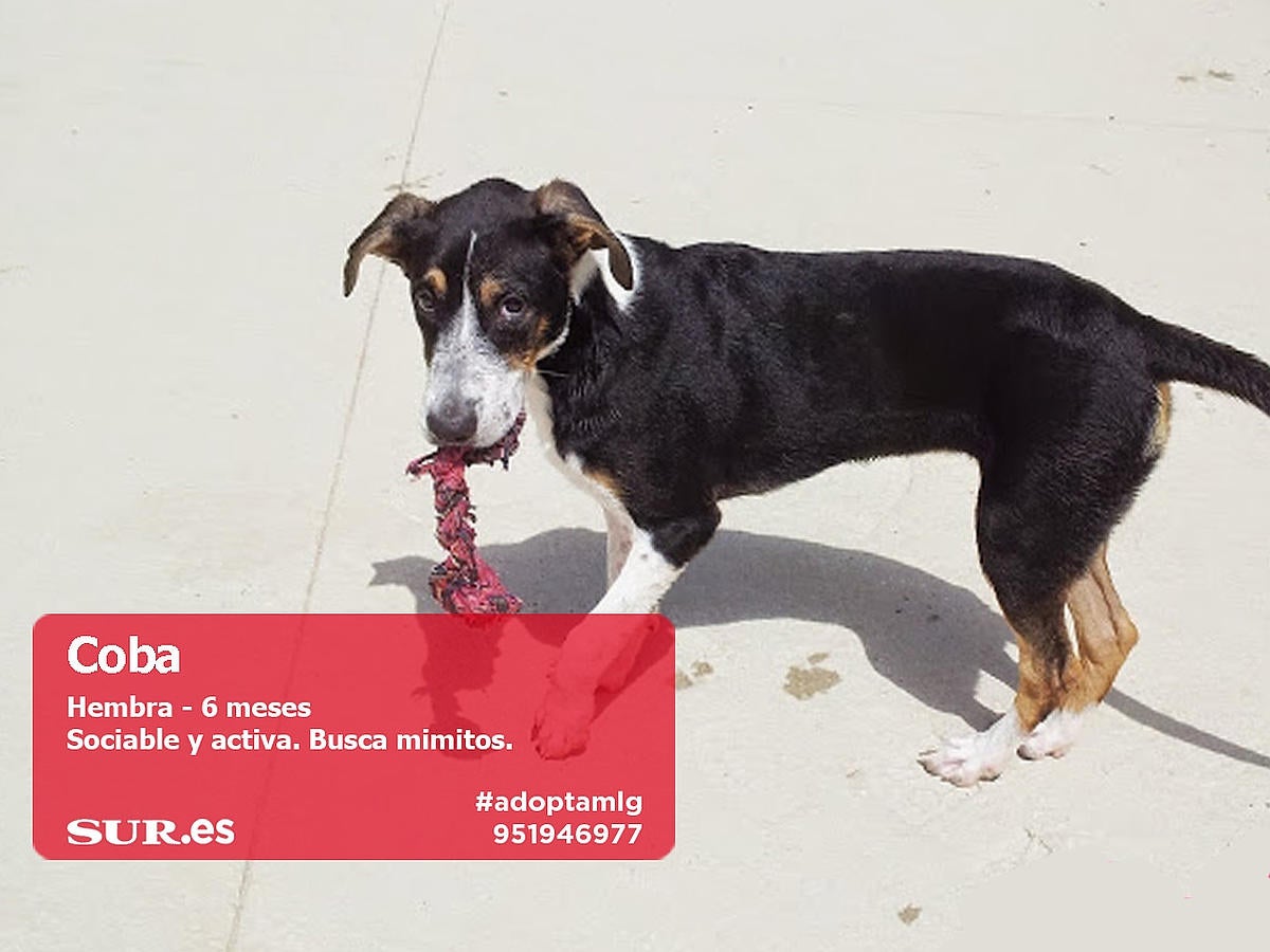 Perros y gatos buscan casa en Málaga. #AdoptaMLG