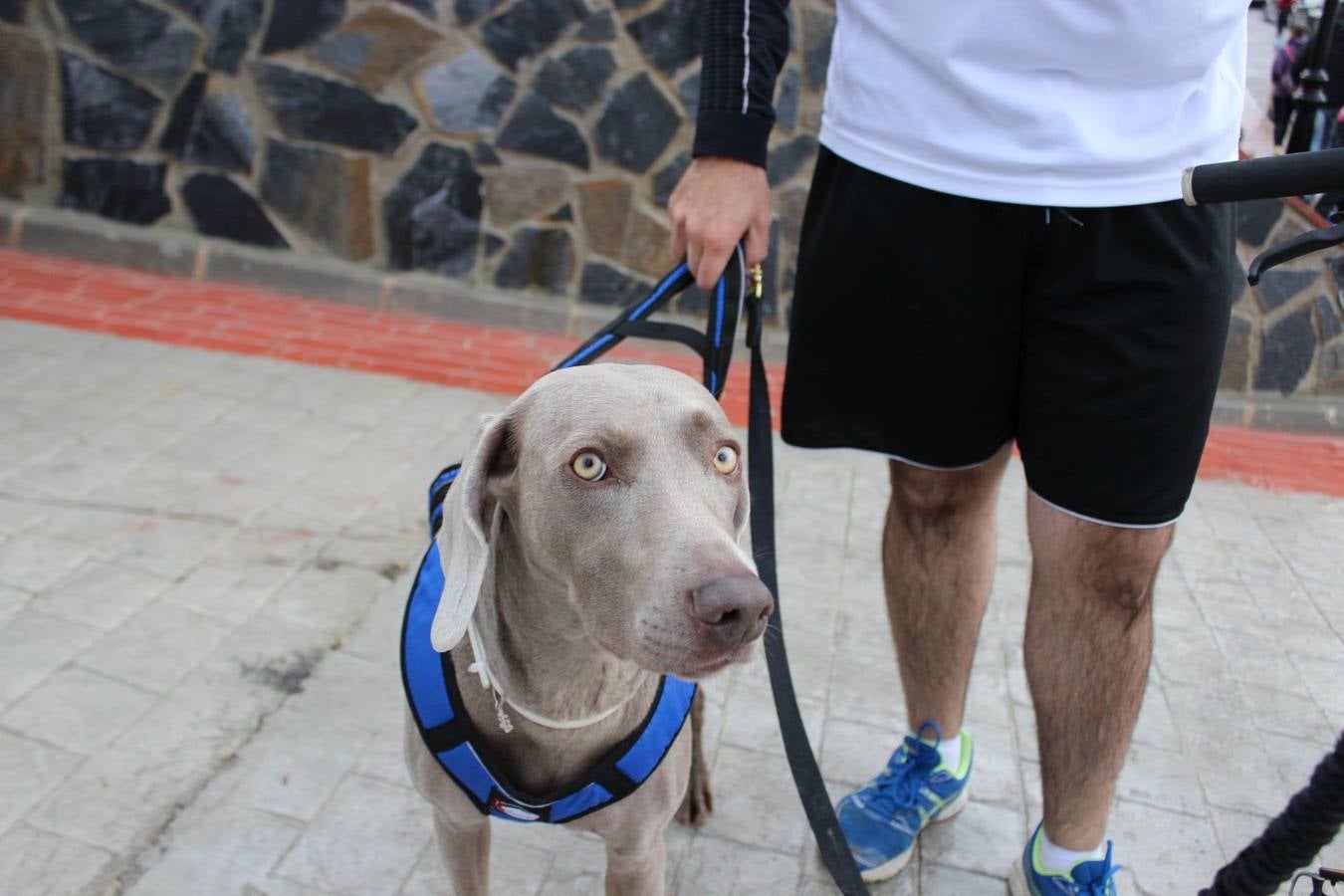 Montejaque celebra su I Canicross