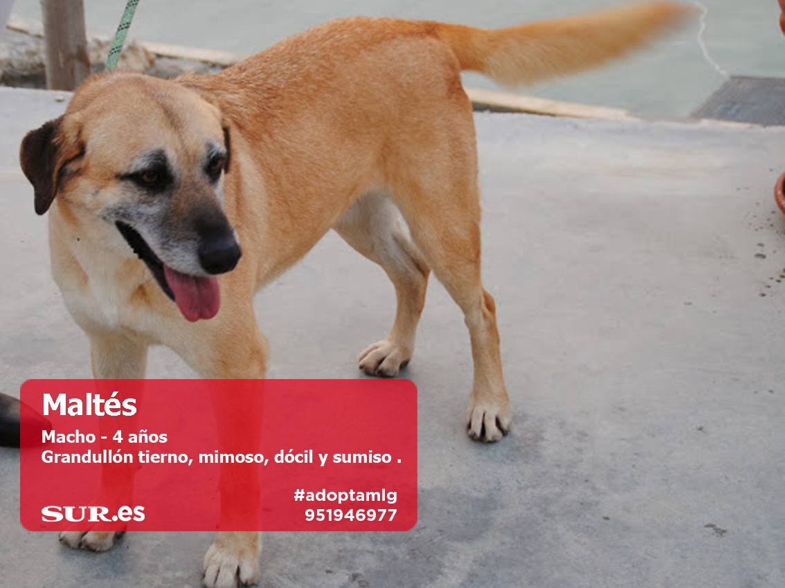 Perros buscan casa. #AdoptaMLG