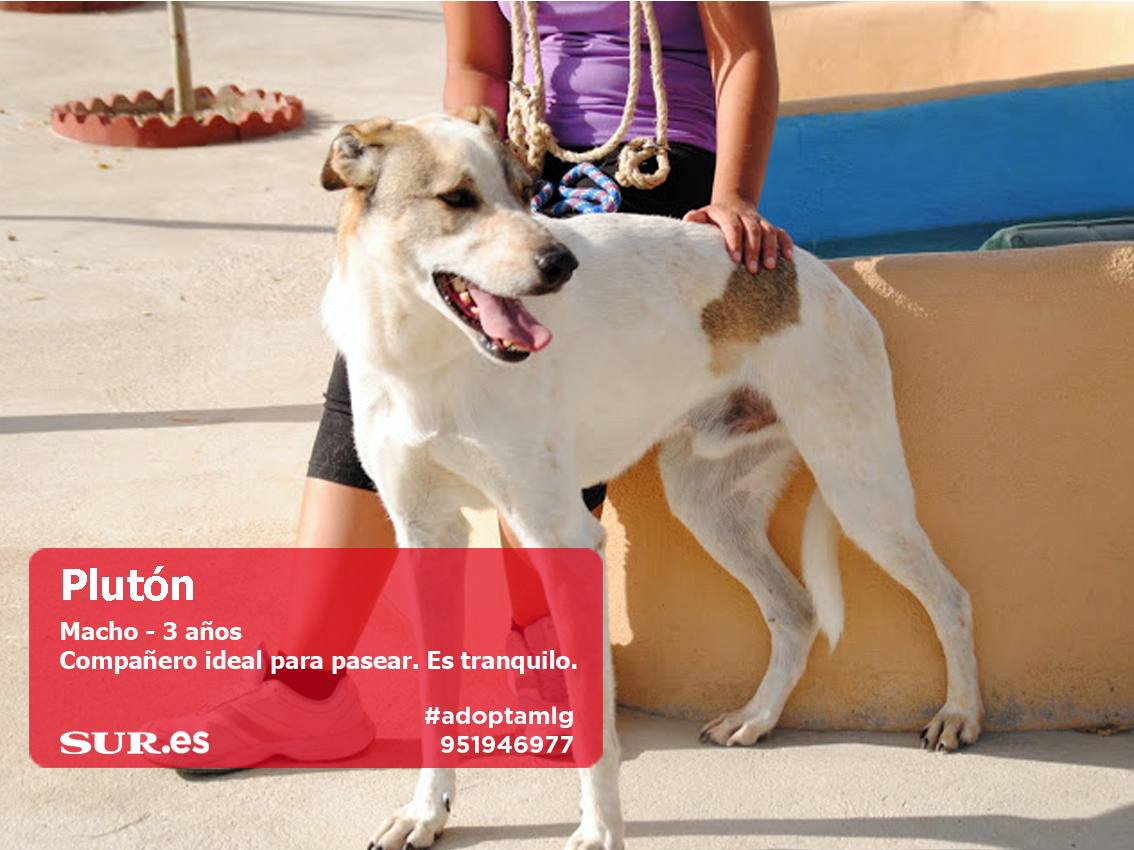 Perros buscan casa. #AdoptaMLG