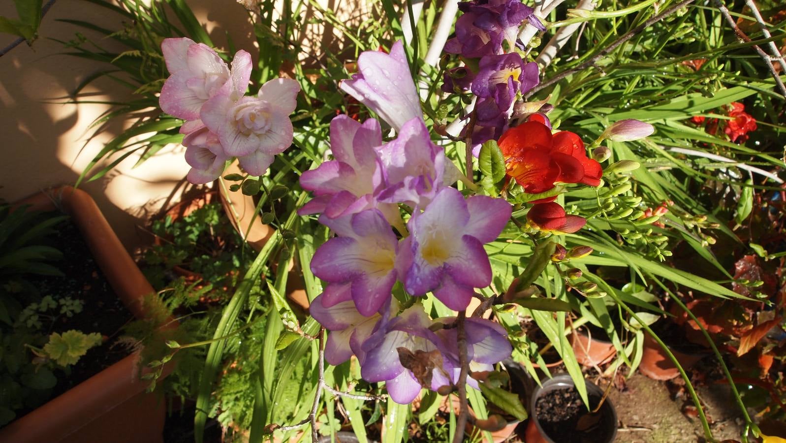 Comienza la época de plantación de bulbos