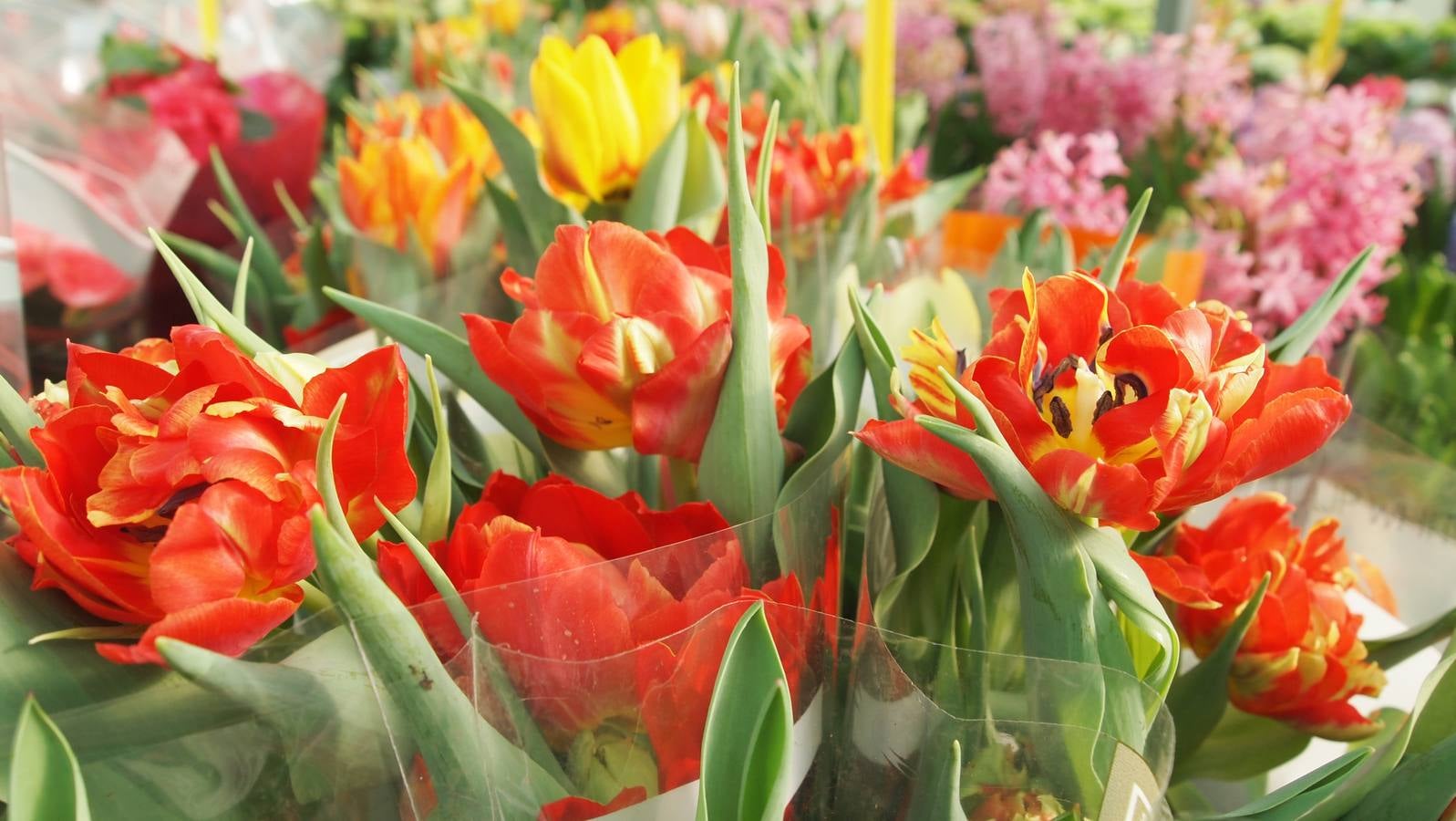 Comienza la época de plantación de bulbos