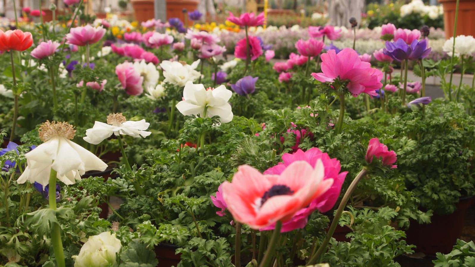 Comienza la época de plantación de bulbos