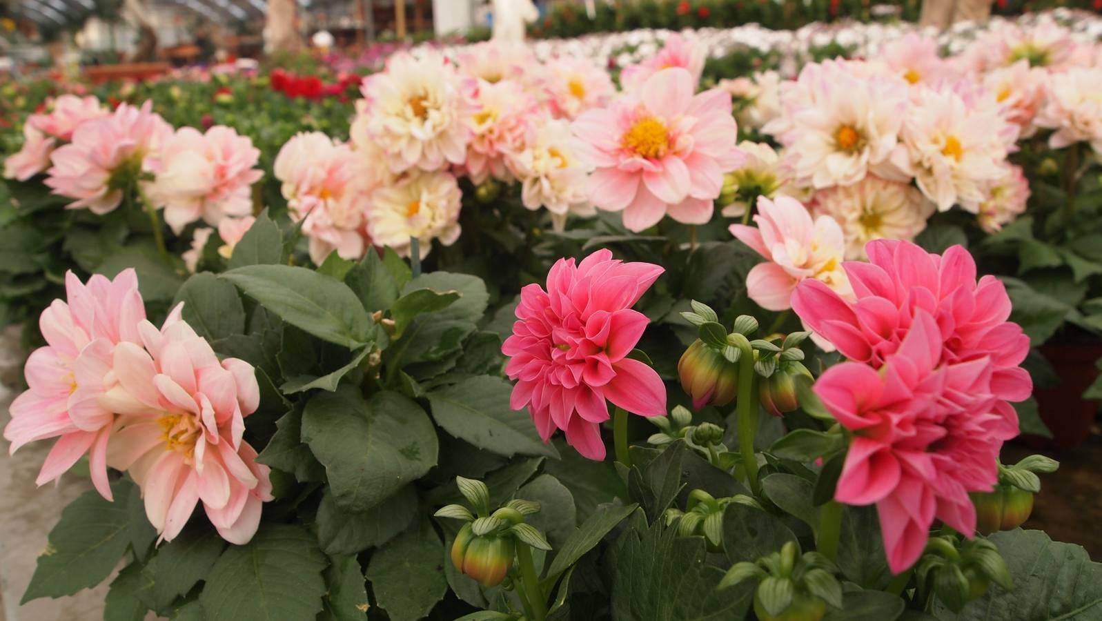 Comienza la época de plantación de bulbos