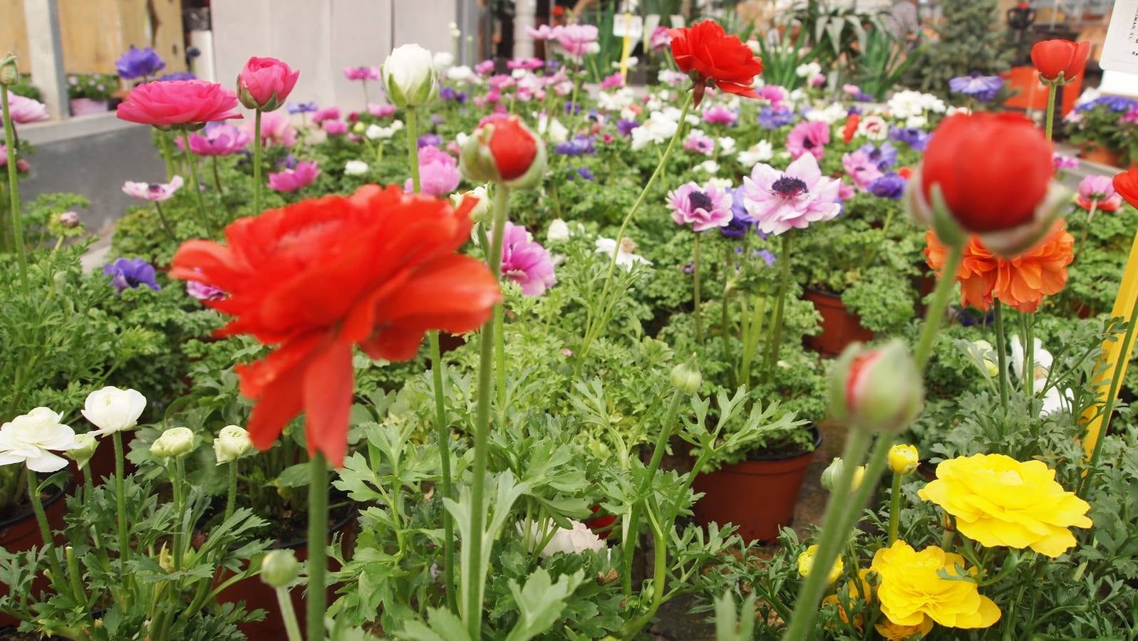 Comienza la época de plantación de bulbos