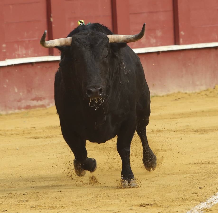 Perera corta una oreja en Málaga