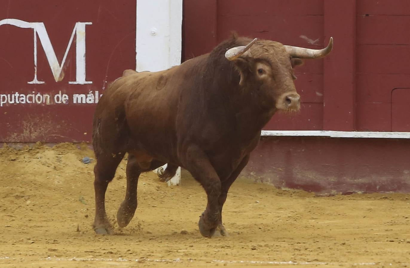 Perera corta una oreja en Málaga