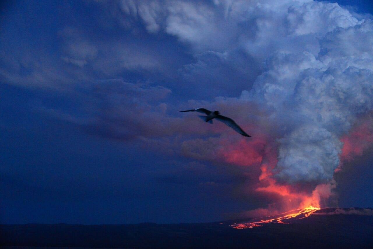 Las imágenes del volcán Wolf en erupción