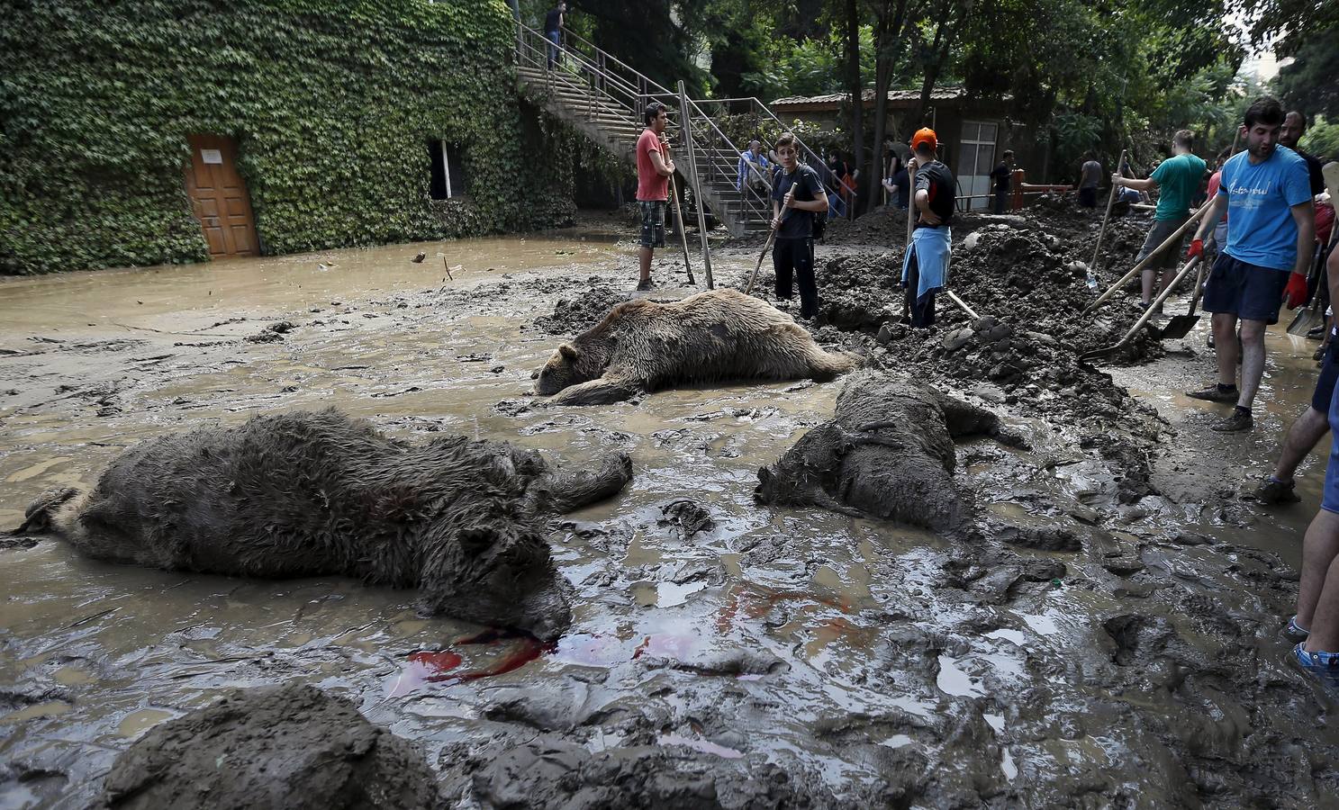 Todo vuelve a la normalidad en el zoo de Georgia, tras las inundaciones